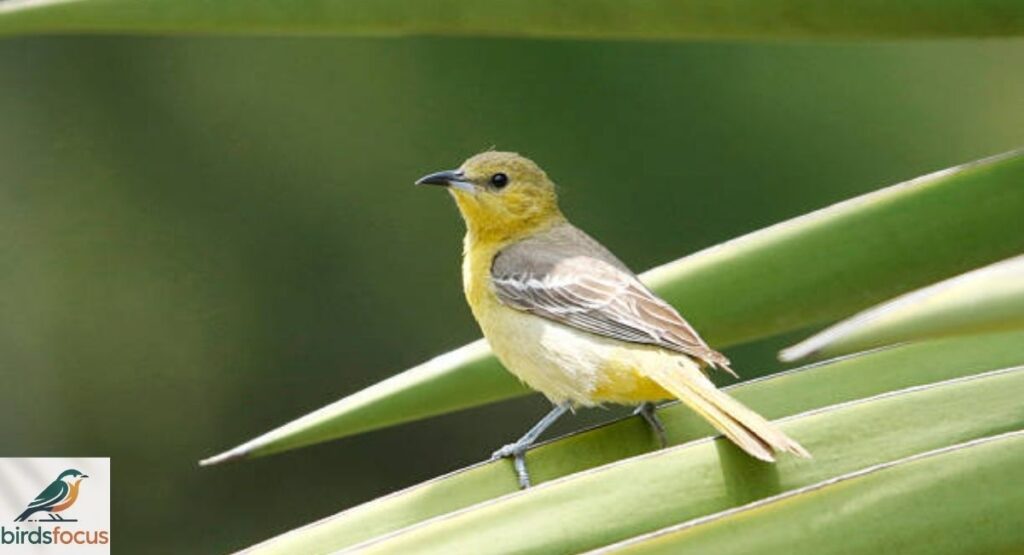 Female Hooded Oriole