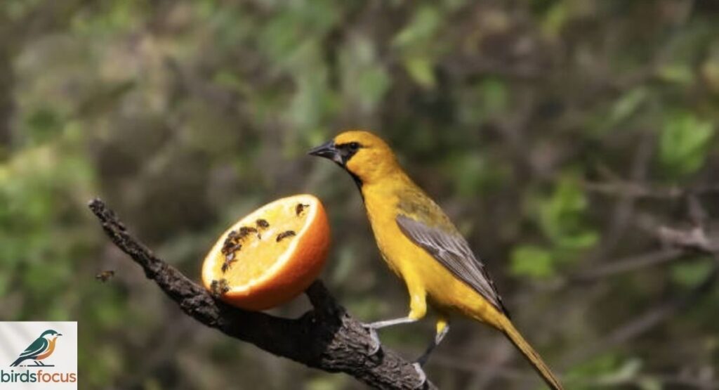 Hooded Oriole Diet and Feeding Habits