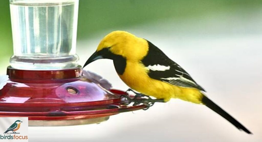 Hooded Oriole Feeder Guide