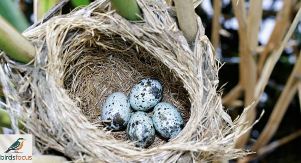 How Do Birds Build Nests and Lay Eggs?