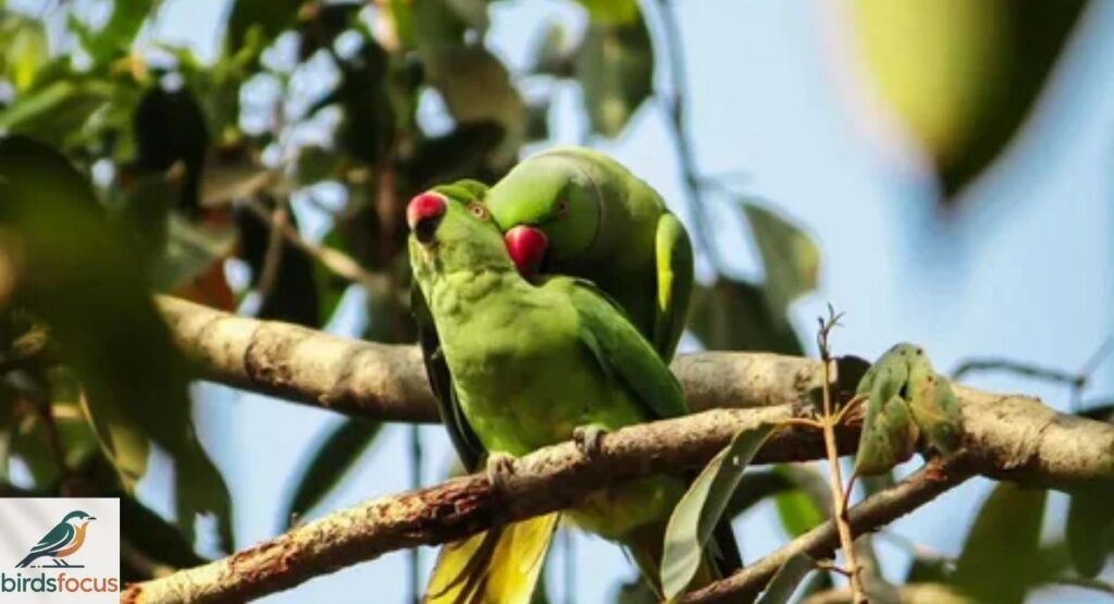 How Do Birds Choose Their Mates?
