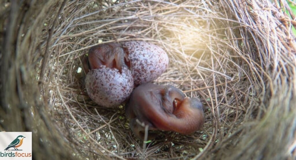 How Do Birds Incubate Eggs and Raise Their Chicks?