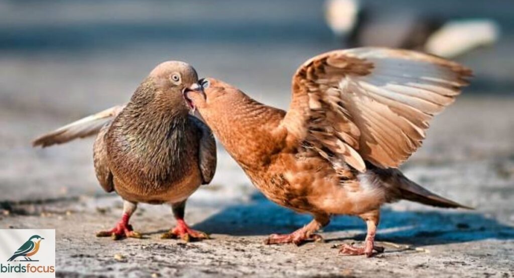 How Do Birds Mate?