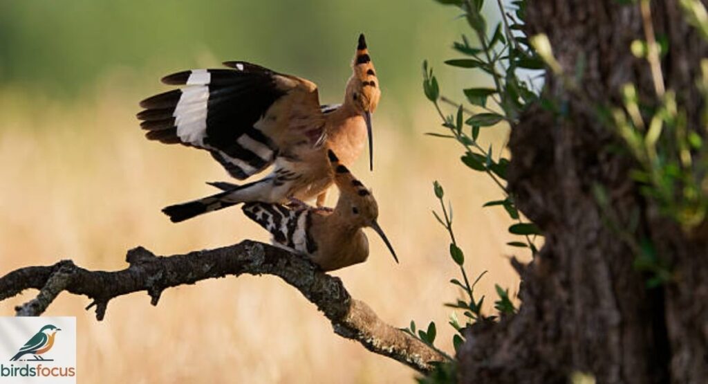 How Do Birds Reproduce After Mating?