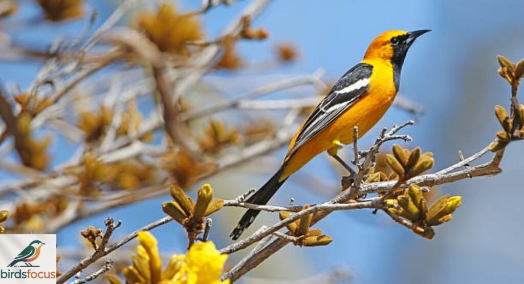 Male Hooded Oriole