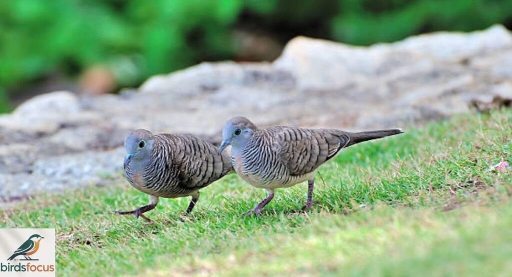 Male vs Female Zebra Dove