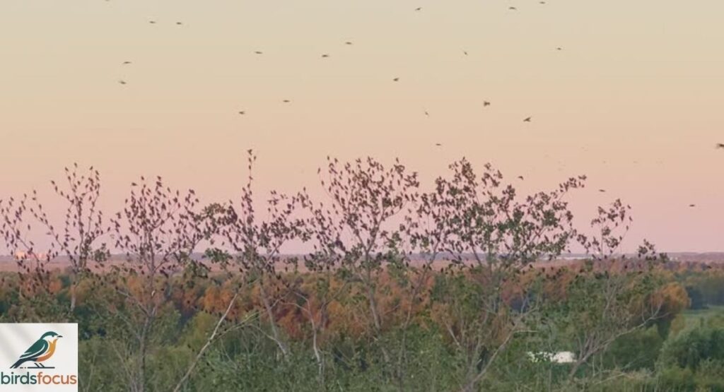 Migration Patterns