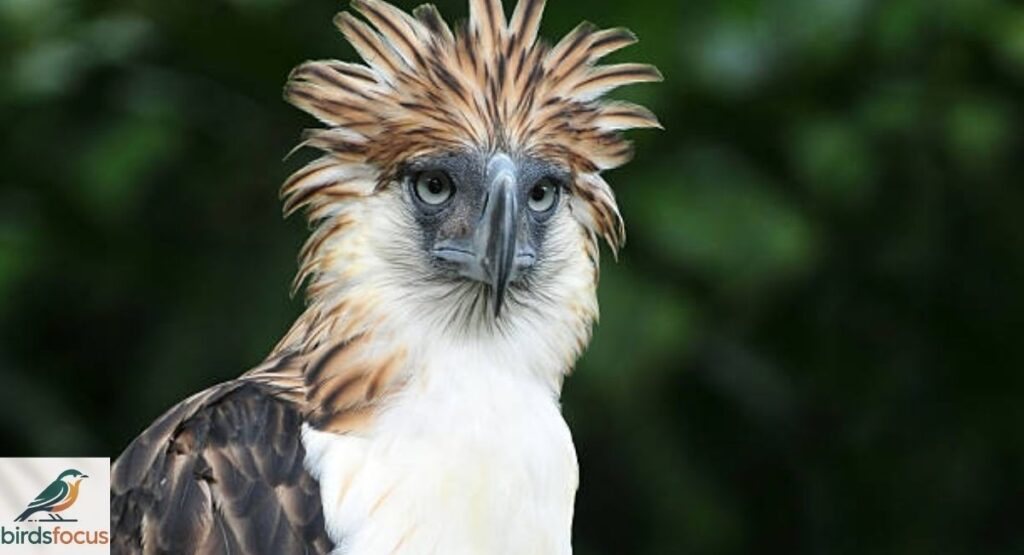 Philippine Eagle