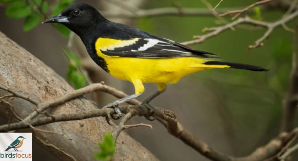 Scott's Oriole
