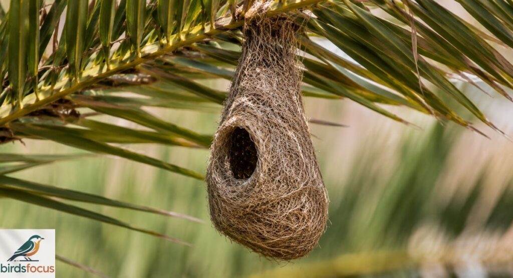 What Does a Hooded Oriole Nest Look Like?