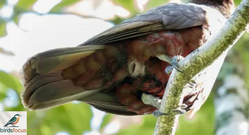 What Is the Cloaca?