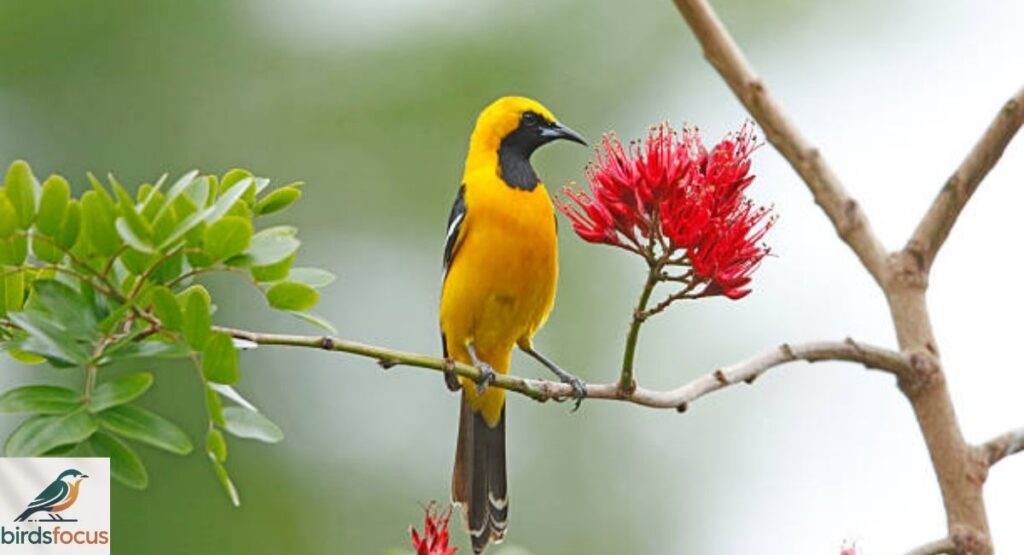 Where Do Hooded Orioles Live?