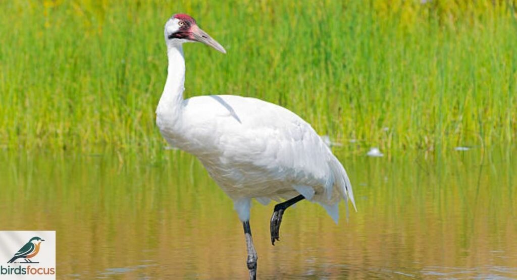 Whooping Crane