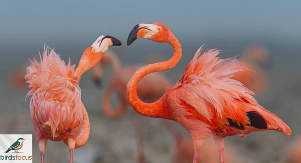 Why Do Birds Mate Without Touching?