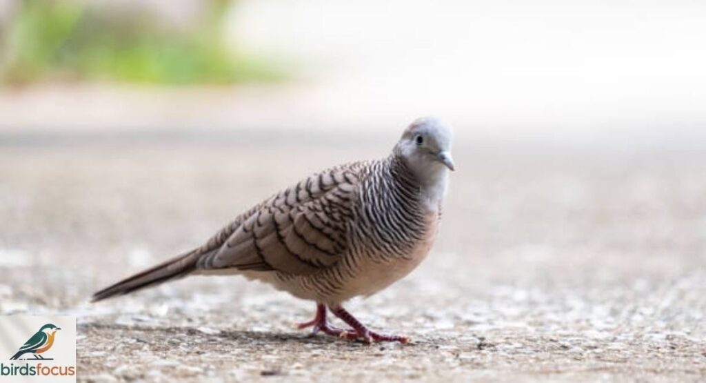 Zebra Dove Behavior and Lifestyle