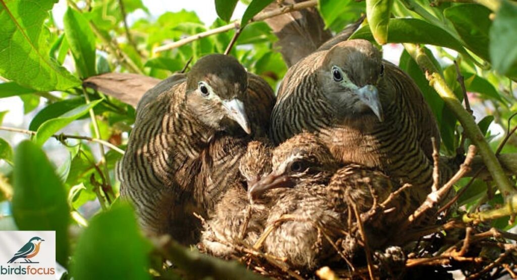 Zebra Dove Habitat and Distribution