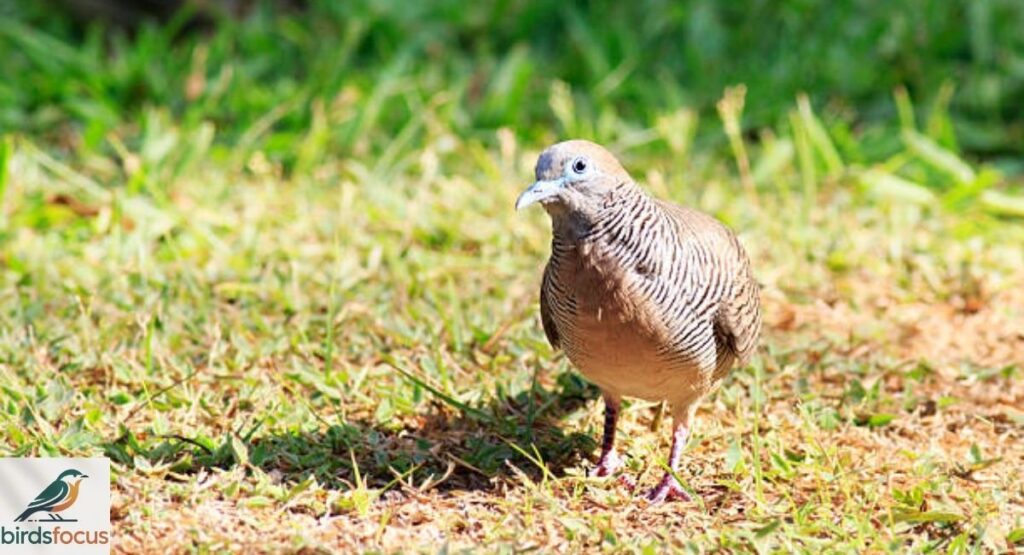 Zebra Dove Identification
