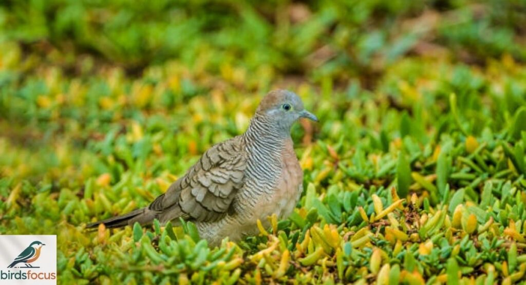 Zebra Dove in Hawaii